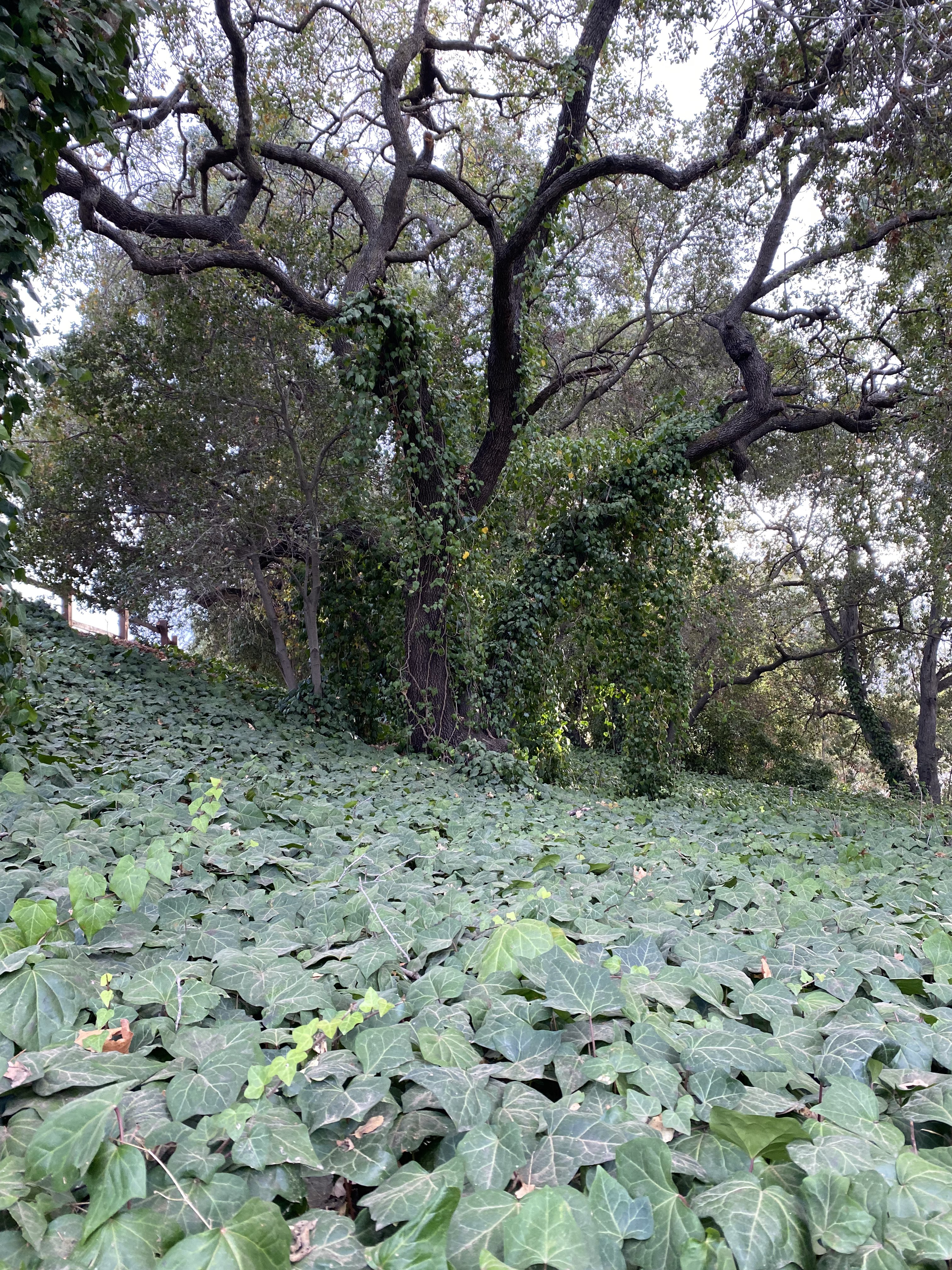 Ivy Hill